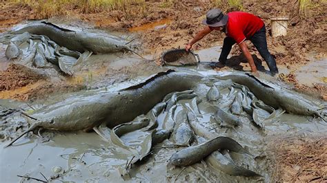 mud vein fish|mud line in fish .